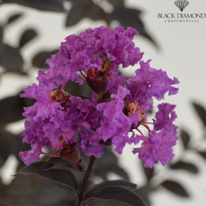 Bild von Lagerstroemia